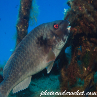 Parrotfish