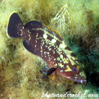 ใต้น้ำ – อัลบั้มภาพถ่ายดำน้ำ