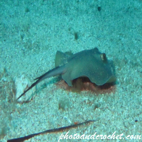 Stingray - Image
