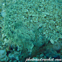 Flounder - Soleidae