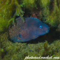 Moray Eel - image
