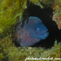 Moray Eel - image