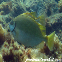 Rabbitfish