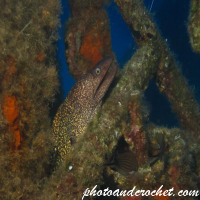 Moray Eel - image