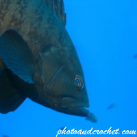 Grouper - Image