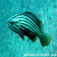 Goldblotch grouper - Image