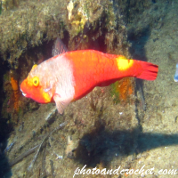 Parrotfish