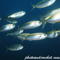 Pilchard - Image