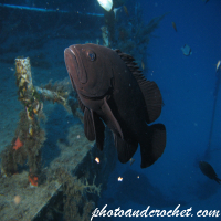 Grouper - Image