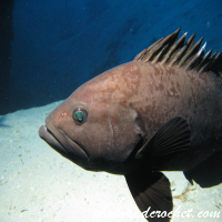 Grouper