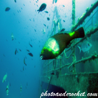 Parrotfish