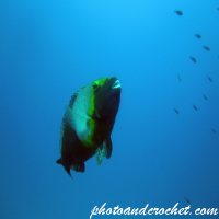 Parrotfish
