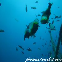 Parrotfish