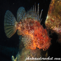 Scorpionfish - Image