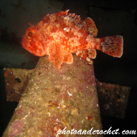 Underwater and Sealife