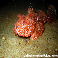 Scorpionfish