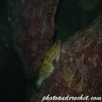 Grouper - Image