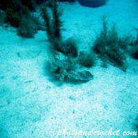 Flying Gurnard - Image
