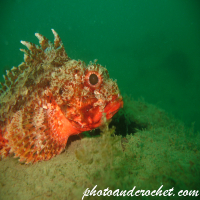 Black Scorpionfish - Image