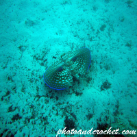 Flying Gurnard