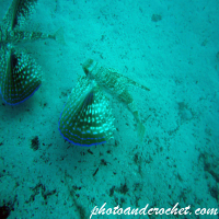 Flying Gurnard