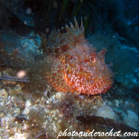 Scorpionfish