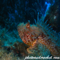 Scorpionfish