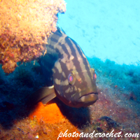 Goldblotch grouper - Image