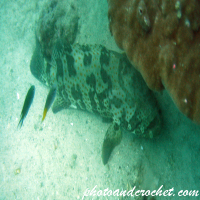 Pacific goliath grouper - Image
