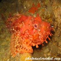 Scorpionfish - Image