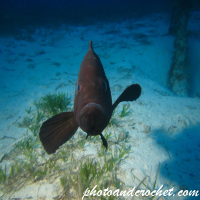 Grouper - Image