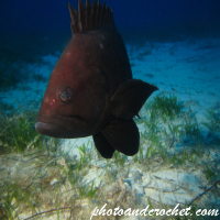 Grouper - Image