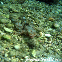 Flying Gurnard