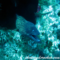 Moray Eel - image