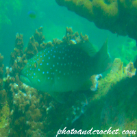 Coral grouper - Image