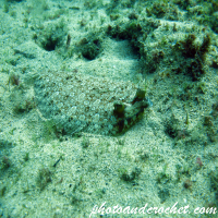 Flounder - Soleidae