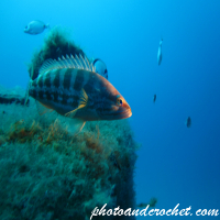White grouper - Image