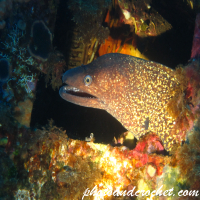 Moray Eel - image