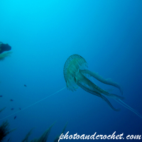 Cnidaria, Luminous Jellyfish - Image