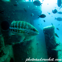 White grouper - Image
