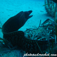 Moray Eel - image