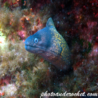 Moray Eel - image