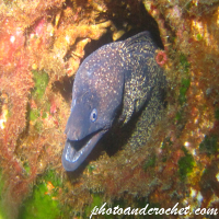 Moray Eel - image