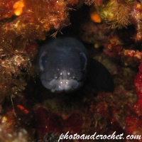 Conger eel - Image