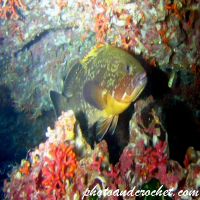 Grouper - Image