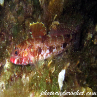 Red-mouthed goby - Image