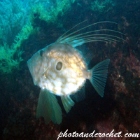 John Dory - Image