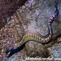 Moray Eel - image