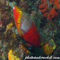 Parrotfish