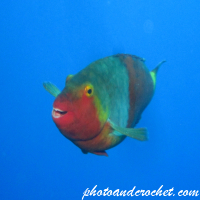 Parrotfish